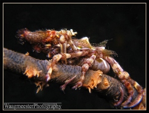 Xeno crab (Xenocarcinus tuberculatus) with whip coral shr... by Marco Waagmeester 